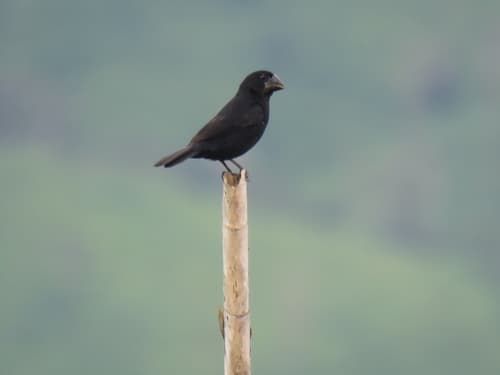 Black-billed Seed-Finch