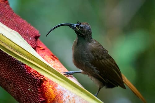 Black-billed Sicklebill