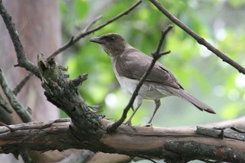 Black-billed Thrush