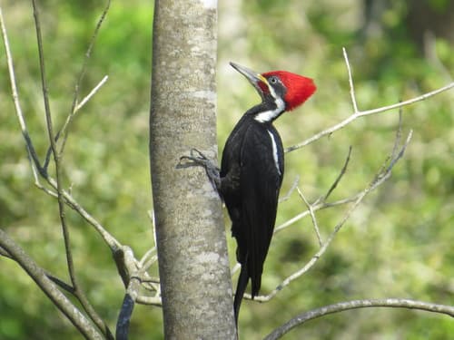 Black-bodied Woodpecker