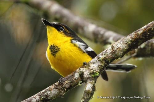 Black-breasted Boatbill