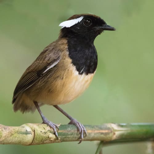 Black-breasted Gnateater