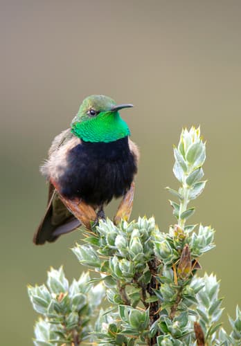 Black-breasted Hillstar