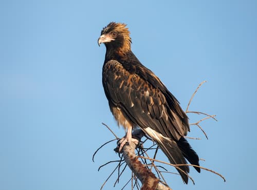 Black-breasted Kite