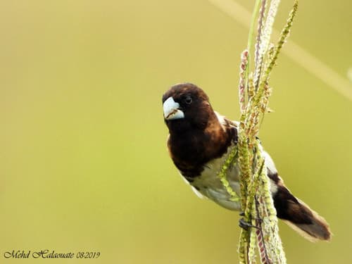 Black-breasted Munia