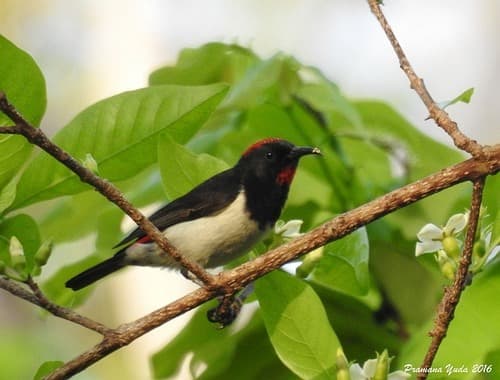 Black-breasted Myzomela