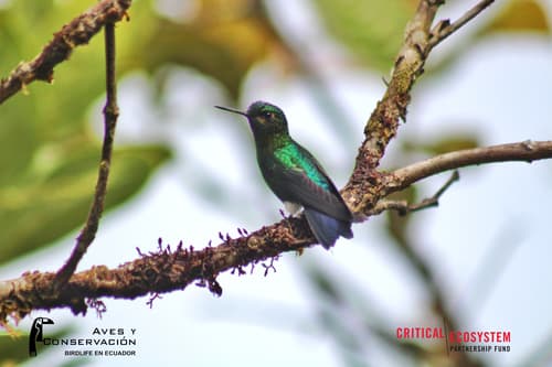 Black-breasted Puffleg