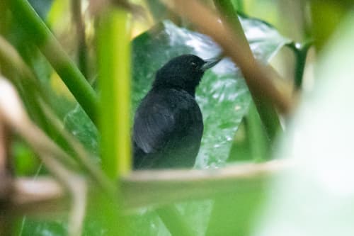 Black Bushbird