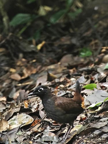 Black-capped Antthrush
