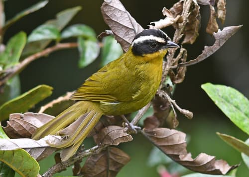 Black-capped Hemispingus