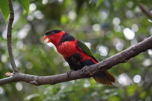 Black-capped Lory