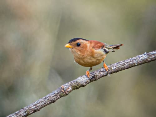 Black-capped Piprites