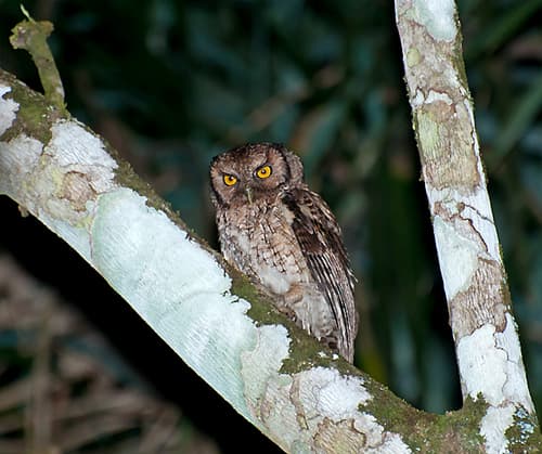 Black-capped Screech-Owl