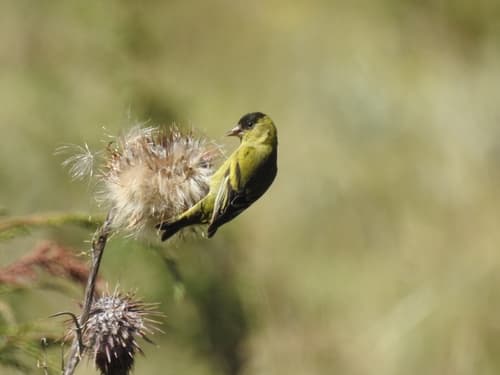 Black-capped Siskin