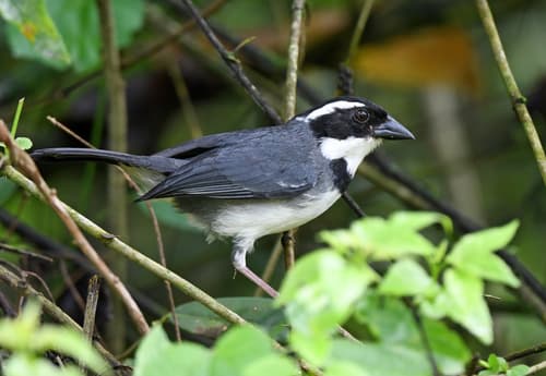 Black-capped Sparrow
