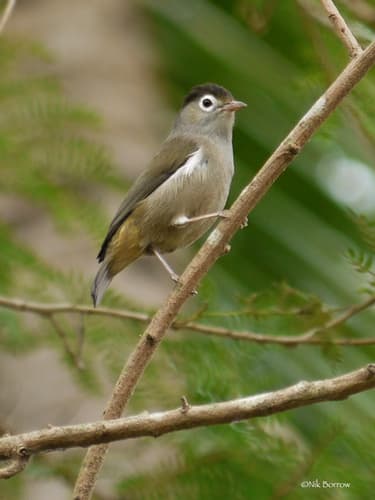 Black-capped Speirops