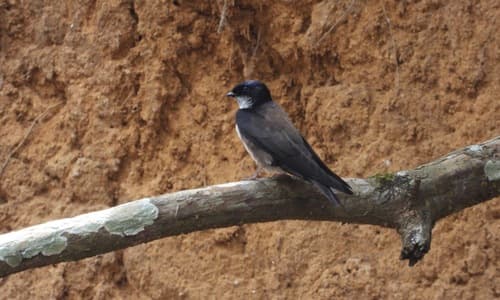 Black-capped Swallow