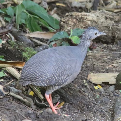 Black-capped Tinamou
