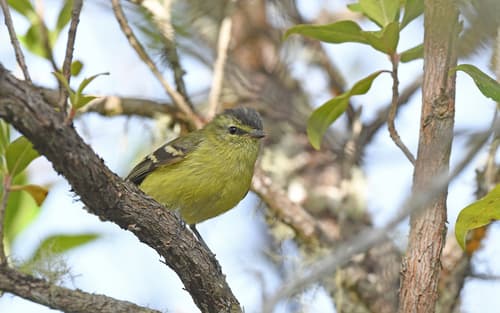 Black-capped Tyrannulet