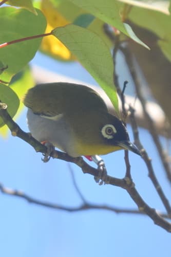 Black-capped White-eye
