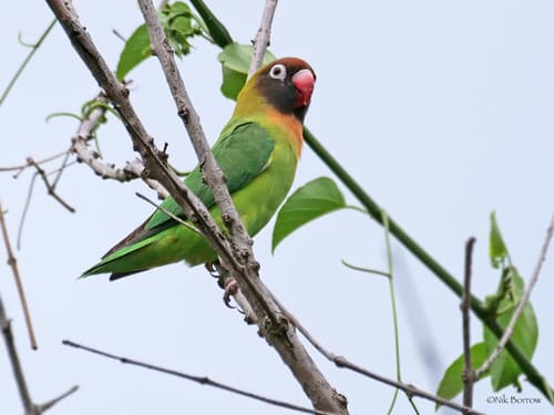 Black-cheeked Lovebird