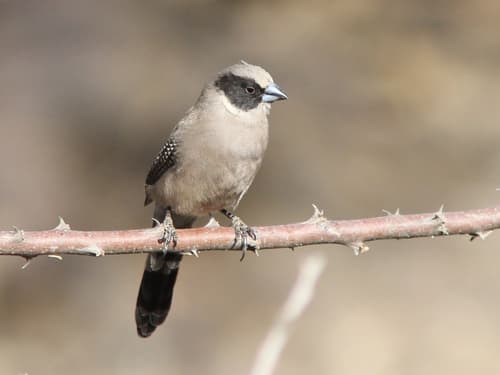 Black-cheeked Waxbill