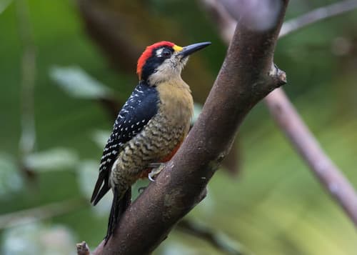 Black-cheeked Woodpecker