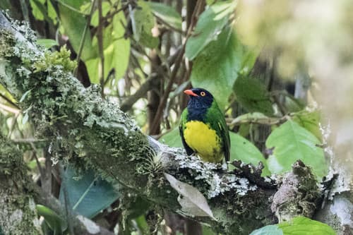 Black-chested Fruiteater