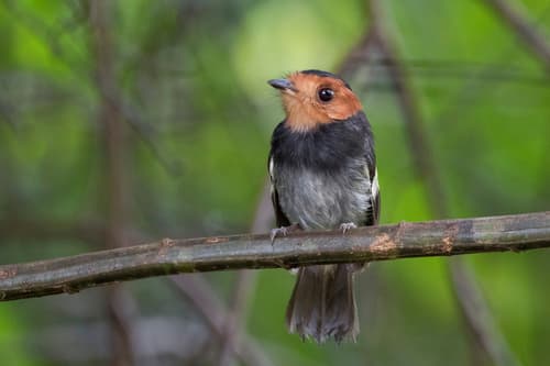 Black-chested Tyrant