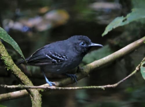 Black-chinned Antbird