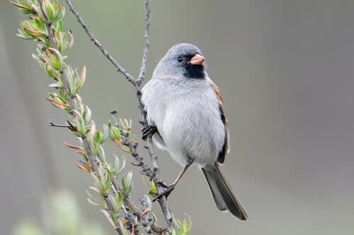 Black-chinned Sparrow