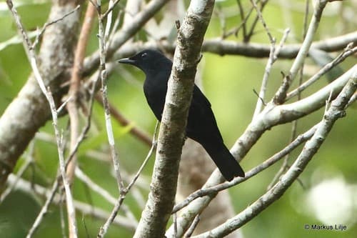 Black Cicadabird