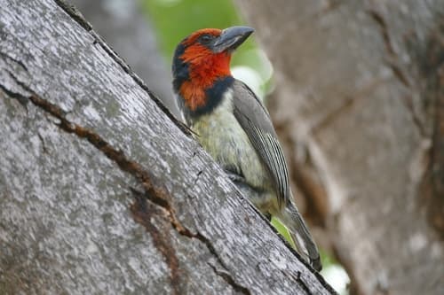 Black-collared Barbet