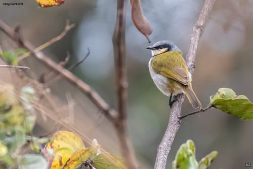 Black-collared Bulbul