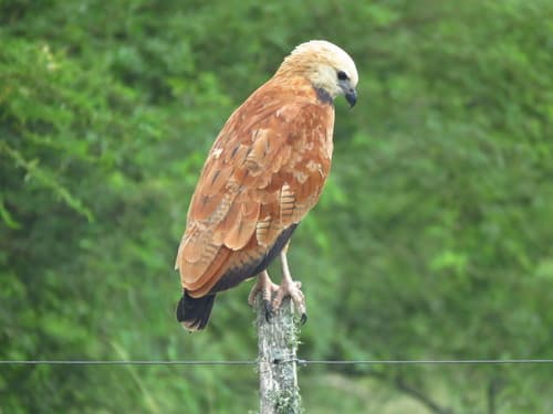 Black-collared Hawk