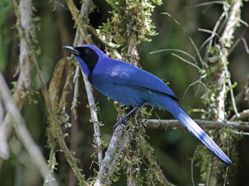 Black-collared Jay