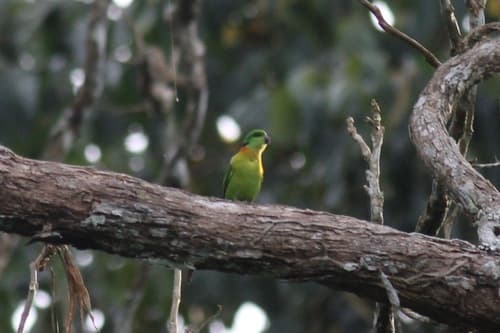 Black-collared Lovebird