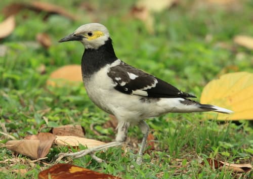 Black-collared Starling