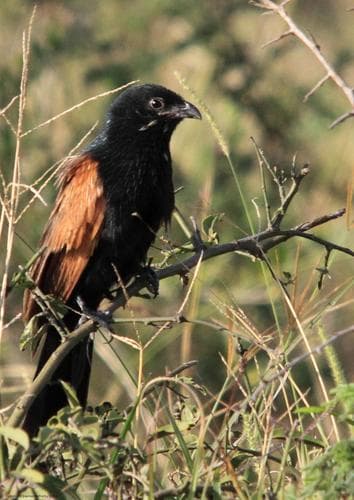 Black Coucal