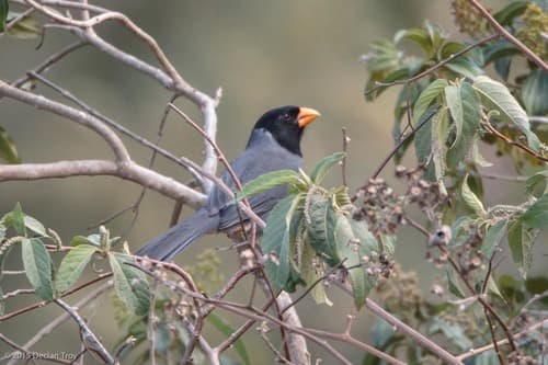 Black-cowled Saltator