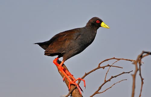 Black Crake