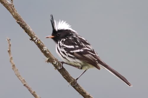 Black-crested Tit-Tyrant