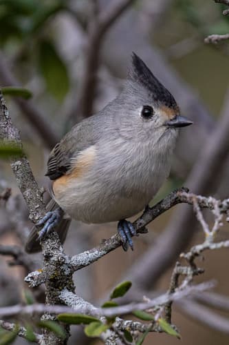 Black-crested Titmouse