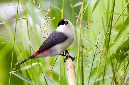 Black-crowned Waxbill