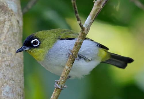 Black-crowned White-eye