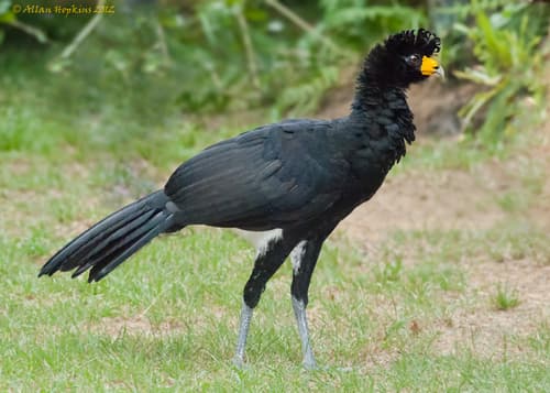 Black Curassow