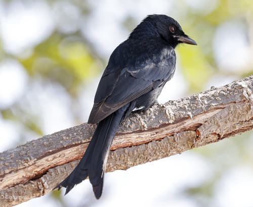 Black Drongo