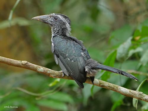 Black Dwarf Hornbill