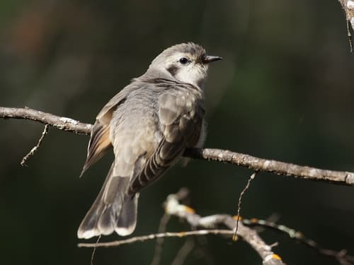 Black-eared Cuckoo