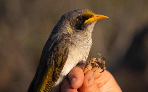 Black-eared Miner